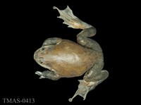 藏品(美國牛蛙)的圖片